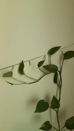 موجود سمی‌ درونت