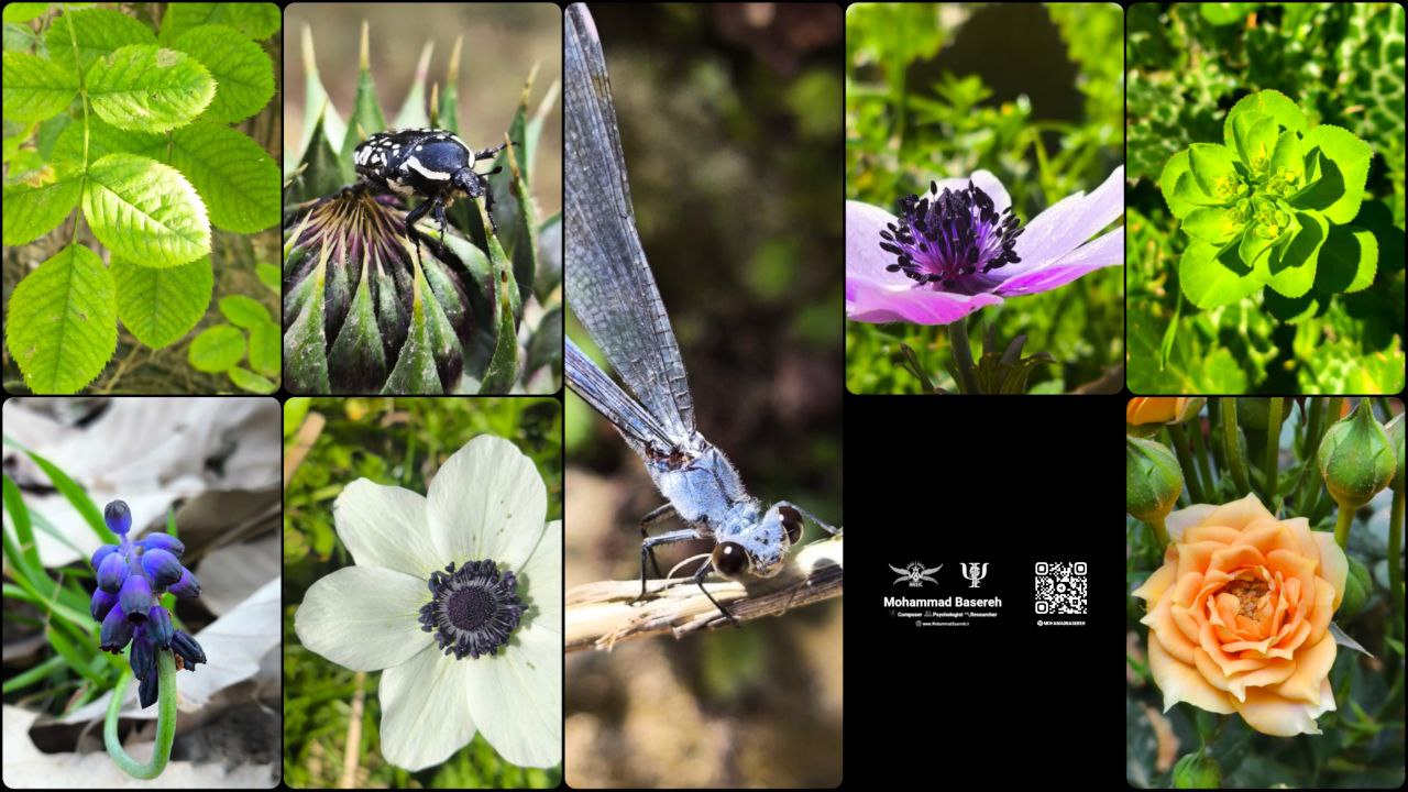 Photographer: Mohammad Basereh