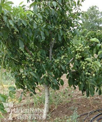 مثلا درخت گردوی ما