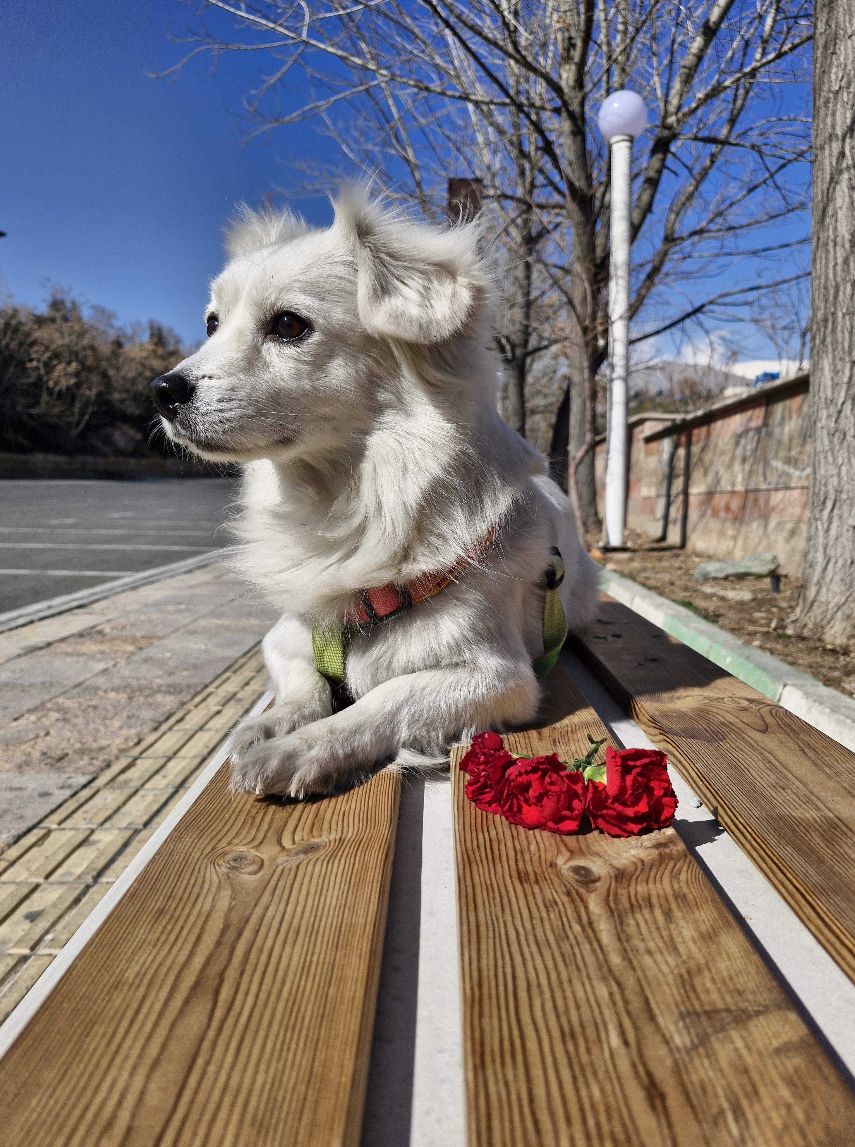 آقا میلو در بزرگسالی، عکس تولگیش رو پیدا نکردم :(