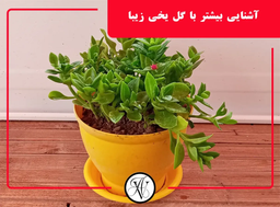 گل یخی: زیبایی، نیازها و مراقبت