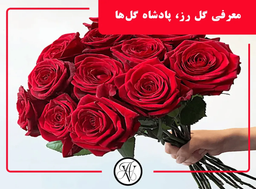 معرفی گل رز: نماد زیبایی و عشق