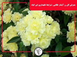 گل رز آبشار طلایی: زیبایی و مقاومت در دل طبیعت