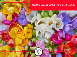 معرفی گل فریزیا: نماد دوستی و اعتماد