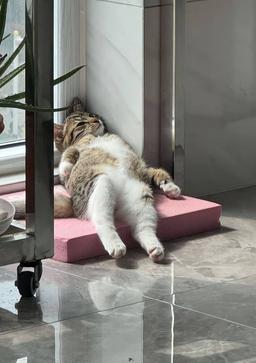 احساسی آشنا