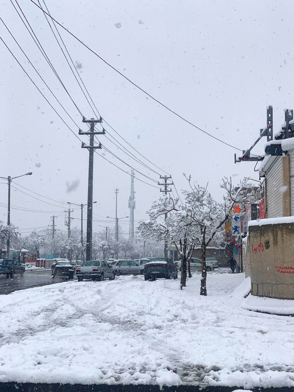 «به جای هویج، برایم گل بیاور»