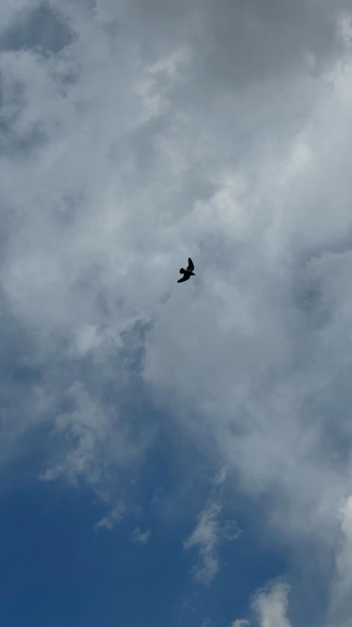 من همیشه عاشق تماشای پرواز پرنده ها توی آسمونم