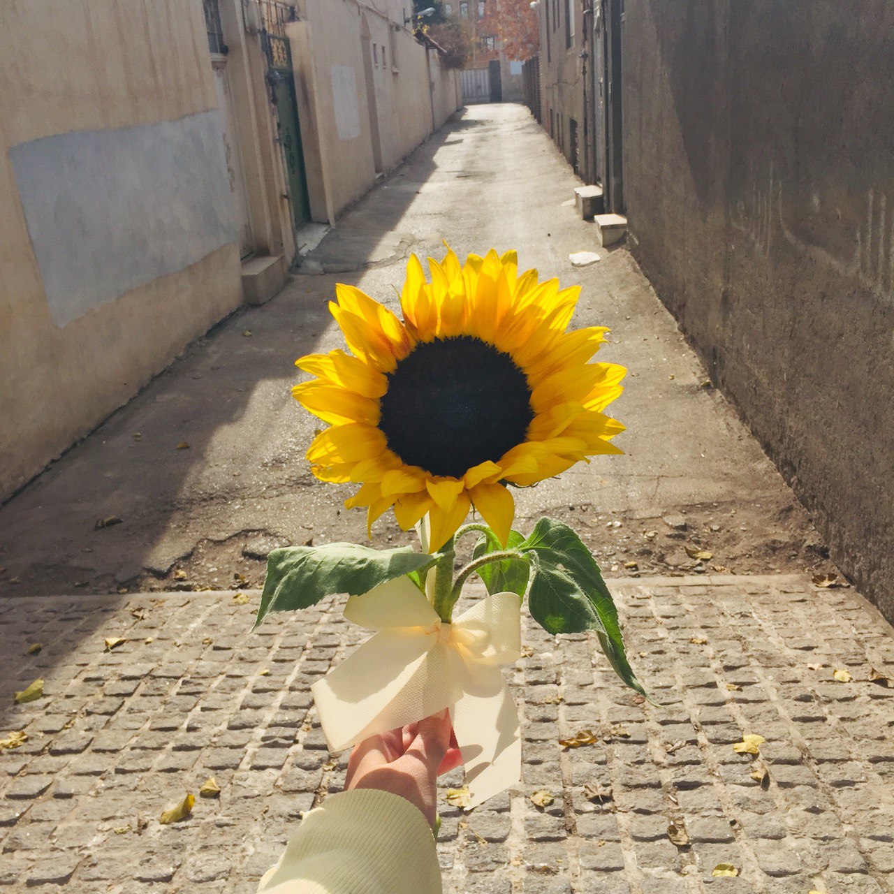اگه قراره امید و عشق بدم، چی بهتر از آفتابگردون؟