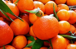 صادرات ۵ برابری نارنگی مازندران به کشورهای همسایه