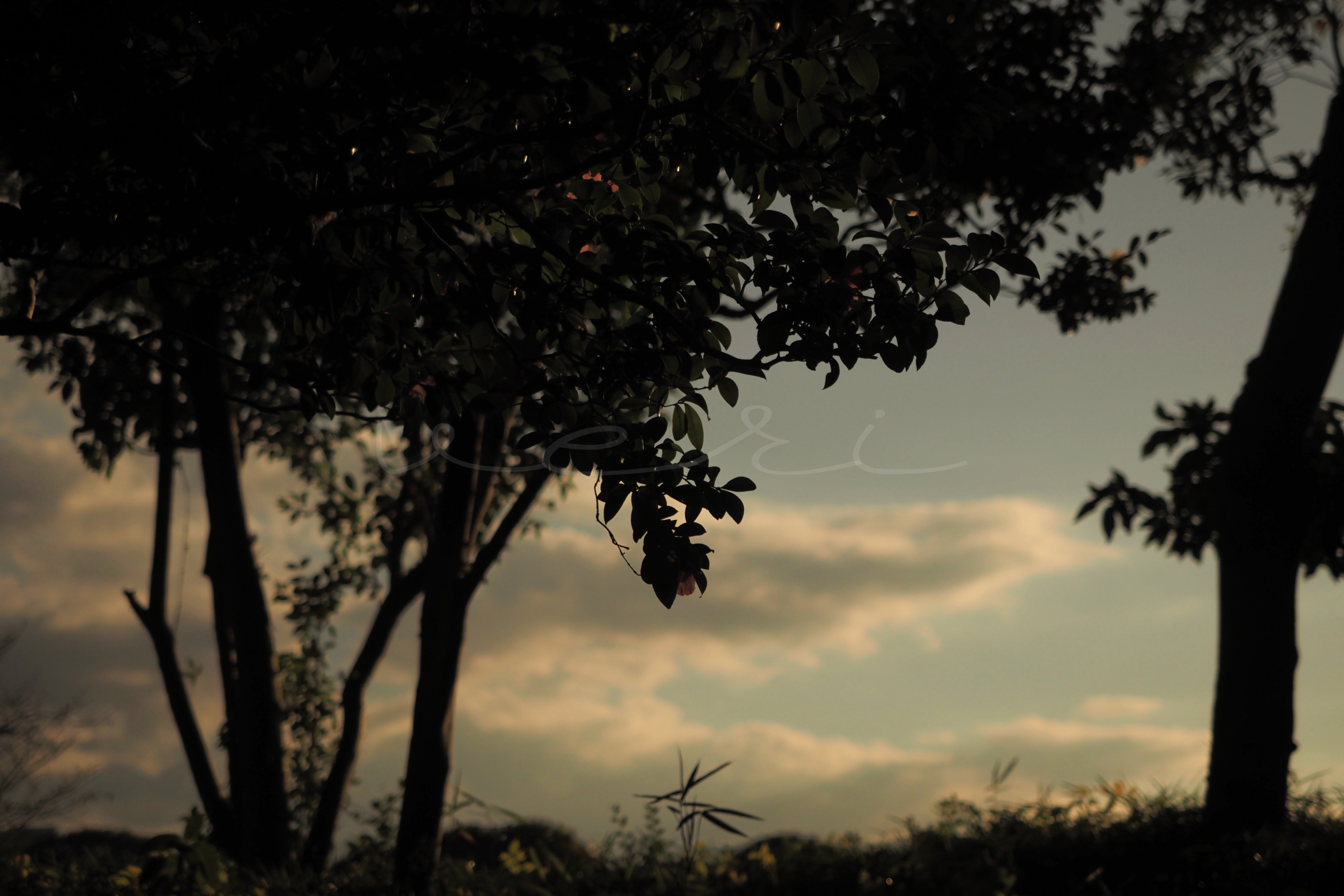 شاید نفهمی، مانند من...