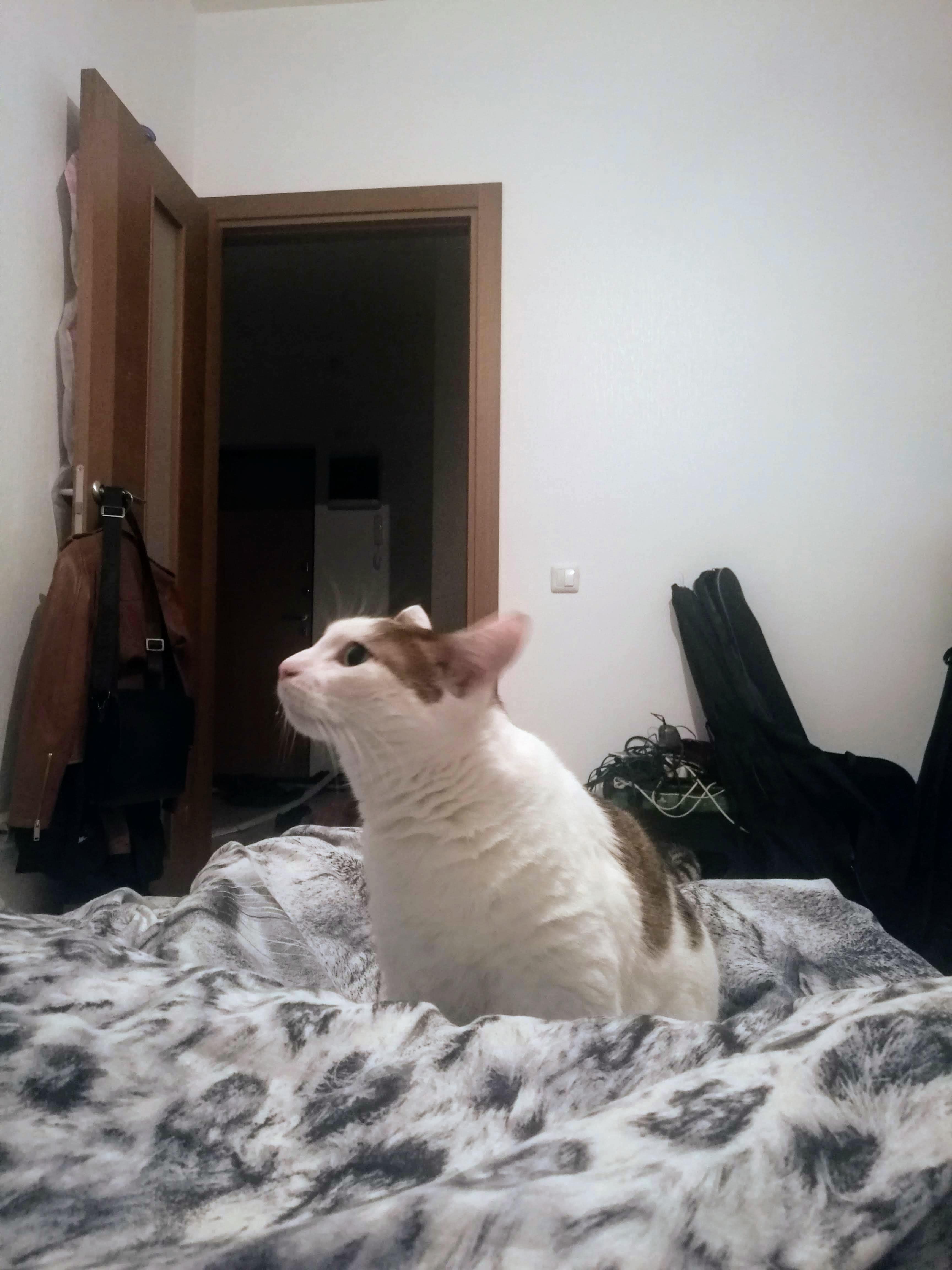 گربه آقای غمگین روی پتوی من