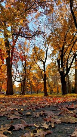 روزی از روزهای پاییز..🍂