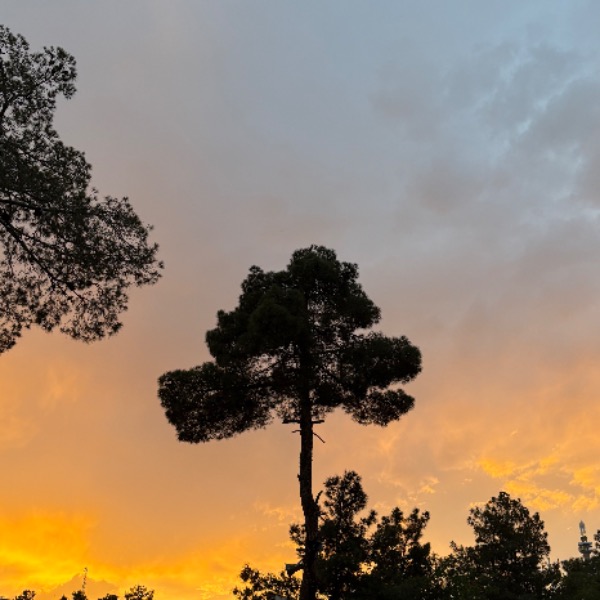 فائزه نادری