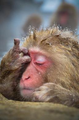 این همه حیوون ، آخه چرا میمون ؟