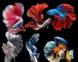 ماهی های مناسب آکواریوم کوچک