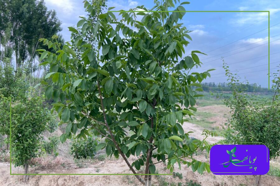 نهال دوساله گردو فرنور