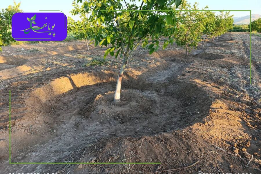 تصویر آبیاری اصولی