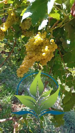 مزایای کاشت نهال انگور