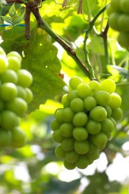 فواید و خصوصیات منحصر به فرد انگور موسکات