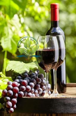 تاریخچه و ارزش فرهنگی نهال انگور شامپاین در طراحی باغ و بوستان