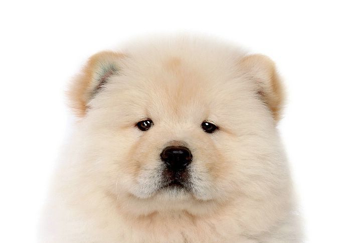 سگ چاو چاو با رنگ سفید