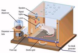 بررسی کارکرد ادیان بر روی ذهن بر اساس نظریه شرطی سازی فعال اسکینر