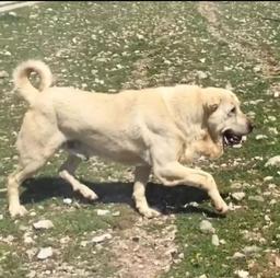 زیباترین اسم ها برای سگ