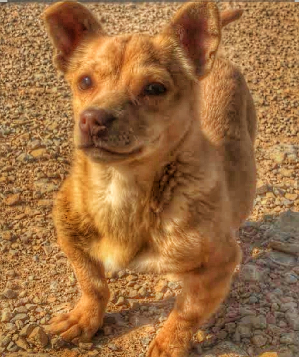 فیندو پاکوتاه کردی