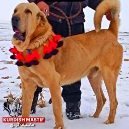kurdish mastiif