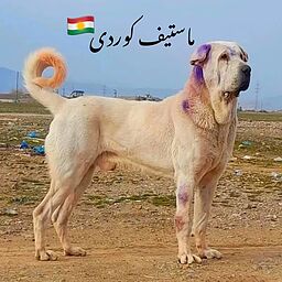 سگ پژدر عراقی کردی