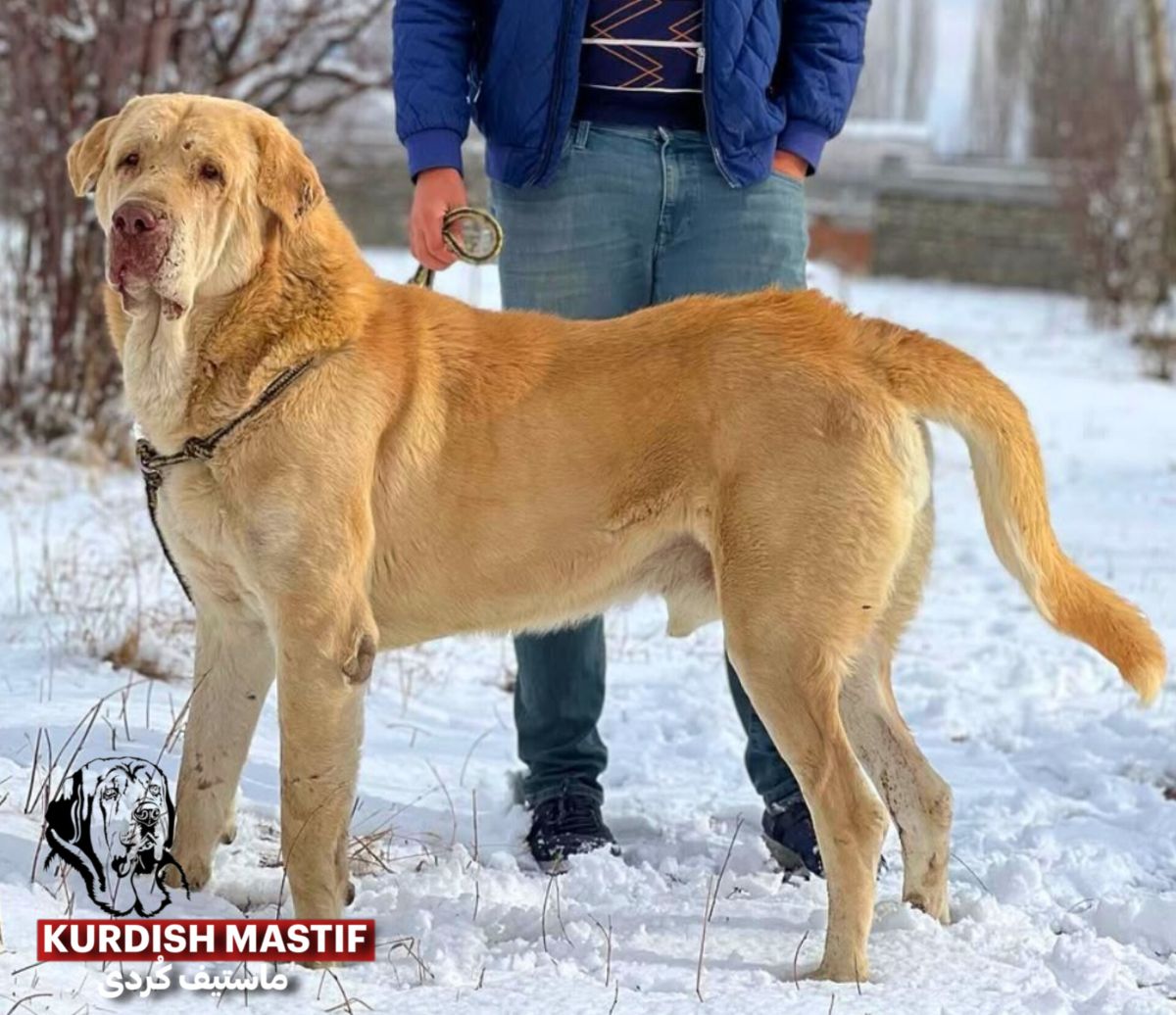 سگ پژدر عراقی کوردی