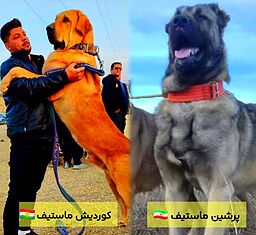 سگ سرابی سگ پژدر
