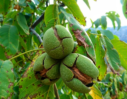 روش کاشت نهال گردو چندلر