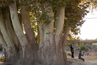 درخت کهنسالی در نطنز جلوی آتشکده‌ی آن شهر