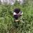 Mahy