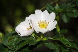 دیدمت گفتم نسترن است