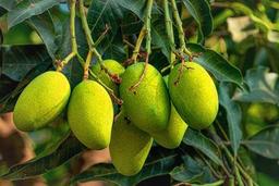 The Origin of the Mango Tree