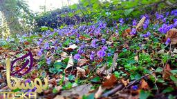 قیمت خرید روغن بنفشه اصل توسکا و خواص بی نظیر آن