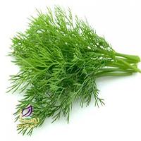 قیمت شوید خشک بر چه اساسی در بازار تعیین می‌شود؟