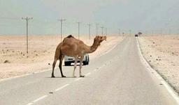 شتر بد شگون