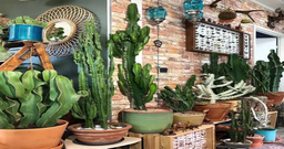 جذابیت طبیعت در دکوراسیون خانه با استفاده از افوربیا اینگنس