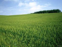 خوشه زار گندم‌های سبز