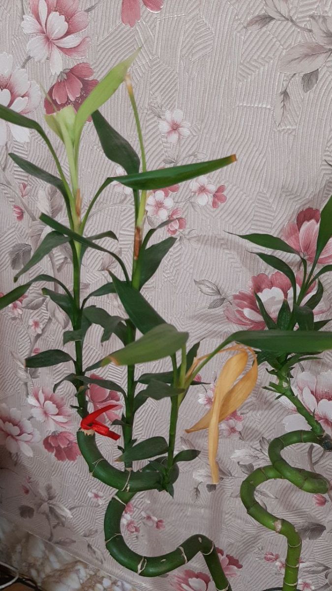 نکات نگهداری از گل بامبو