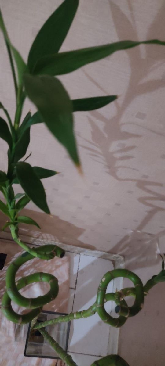 مشکلات احتمالی بامبو