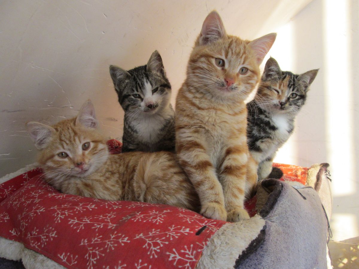 تصویر بچه گربه‌ای که تلف شد، اولی از سمت چپ (گربه‌ی زرد رنگ)