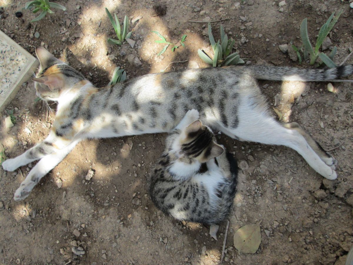 حنا درحال شیر دادن به یکی از بچه‌هاش