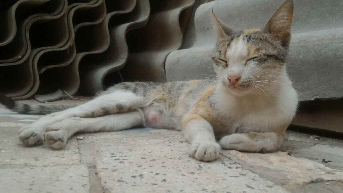 حنا خانم، مامان بچه گربه‌ها