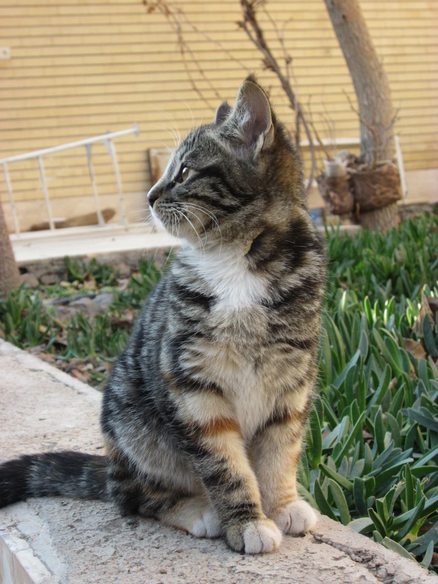 یکی از بچه گربه‌های ماده