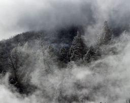 مه همه جا را فرا گرفته🫀