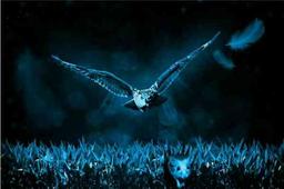 از آن بالا بالاها